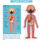 Mideer Body Magnet Puzzle Age 6+