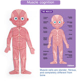 Mideer Body Magnet Puzzle Age 6+